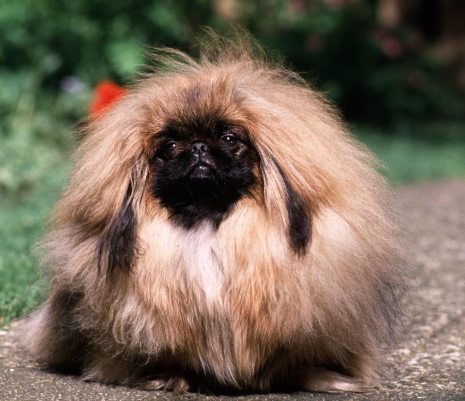 pekinese smallest dog breeds