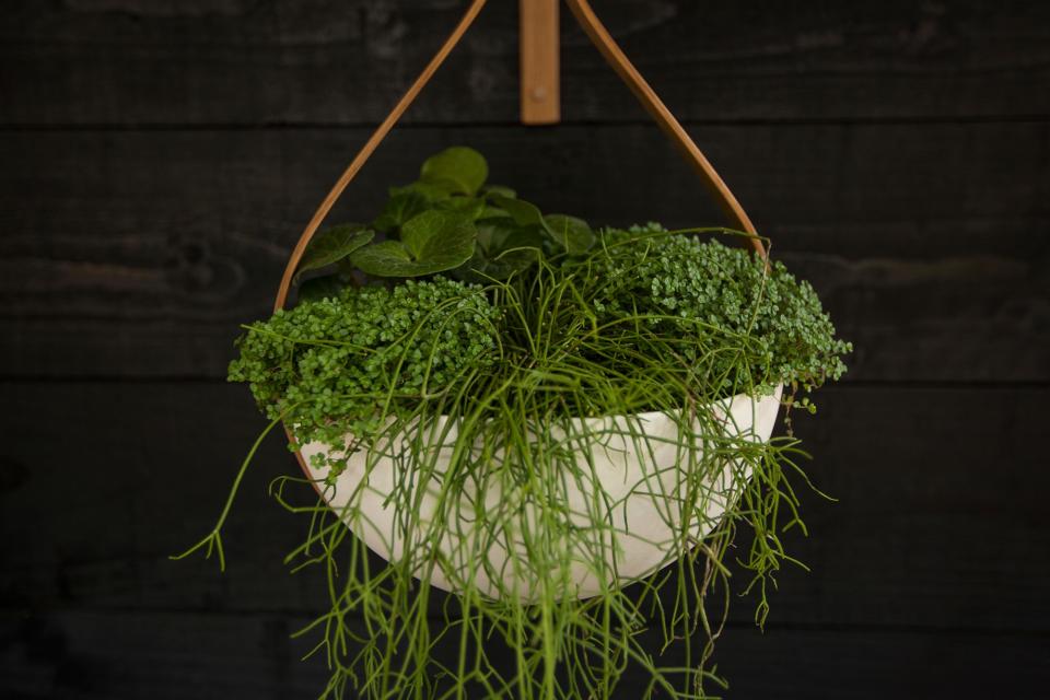 Hanging planter made with steamed oak and earthenware by Tom Raffield, whose trade stand was planted by former Vogue art director, Sheila Jack.