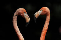 <p>Flamingos at the Hellabrunn zoo in Munich, Germany, July 17, 2017. (Photo: Matthias Schrader/AP) </p>