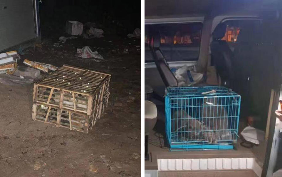 Kidnapped cats in crate and cage