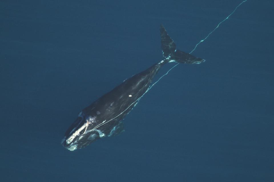 This photo released by the Georgia Department of Natural Resources shows right whale #4057, a 4-year-old male, who was found entangled in rope by a UNC Wilmington aerial survey team flying 40 miles east of Jacksonville, FL on Feb. 16, 2014. The whale was dragging over 100 yards of heavy 9/16" diameter fishing rope. A boat team from Duke University was conducting research nearby and was able to attach a suction cup mounted tag (small white rectangle on whale's back) to temporarily track the whale's movements. Responders from the Florida Fish and Wildlife Conservation Commission arrived shortly before dark and attached a satellite tracking buoy to the fishing rope, so the whale could be relocated and disentangled the following day. Where the whale became entangled is unknown. Credit: Photo by Florida Fish and Wildlife Conservation Commission, taken under NOAA permit #15488. (AP Photo/Georgia Department of Natural Resources)