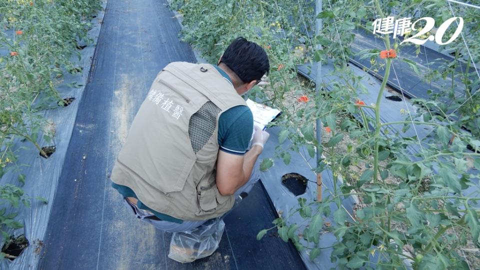 內門植物醫師協助確認及調查粉蝨若蟲