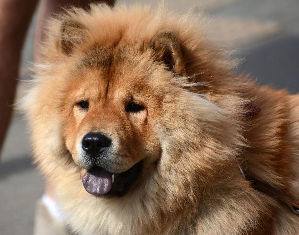 Chow Chow