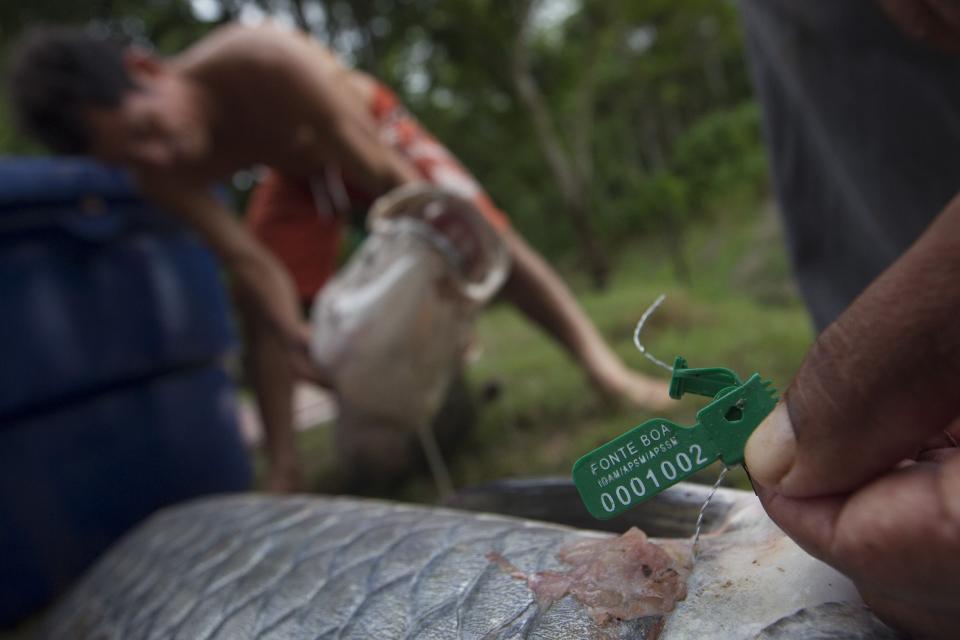 A villager from the Porto Novo community shows a tag certifying where he caught an arapaima or pirarucu, the largest freshwater fish species in South America