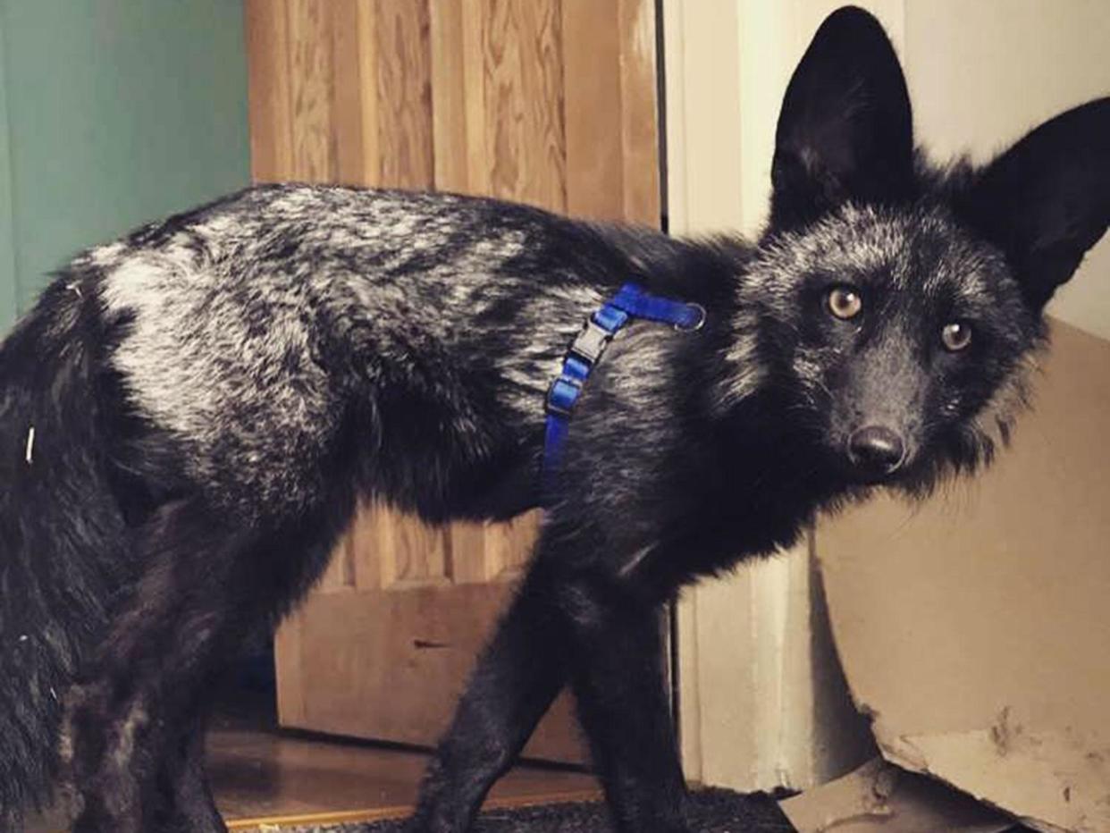 Wilf the black fox had escaped from his enclosure: Adventures of Wilf/Facebook