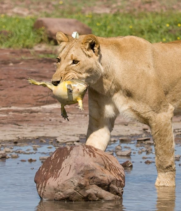 Sirga the lion taught to hunt by man that saved her Val Gruener