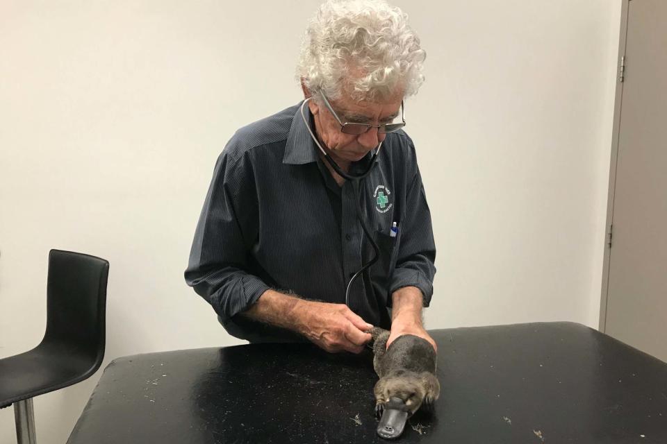 Veterinarian staff care for a rescued platypus in New South Wales (via REUTERS)