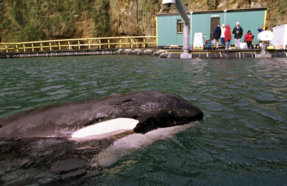 FILE - Keiko, the star of the movie “Free Willy,” swims in his new sea pen at Heimaey, Iceland, on Sept. 11, 1998. An ambitious plan announced last week to return a killer whale, held captive for more than a half-century, to her home waters in Washington’s Puget Sound thrilled those who have long advocated for her to be freed from her tank at the Miami Seaquarium. But it also called to mind the release of Keiko, who failed to adapt to the wild after being returned to his native Iceland and died five years later. (AP Photo/Don Ryan, File)