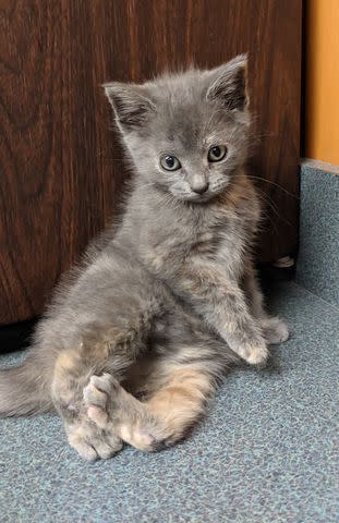 <p>Courtesy of Juanita Mengel</p> Lola Pearl as a kitten before her amputation operation