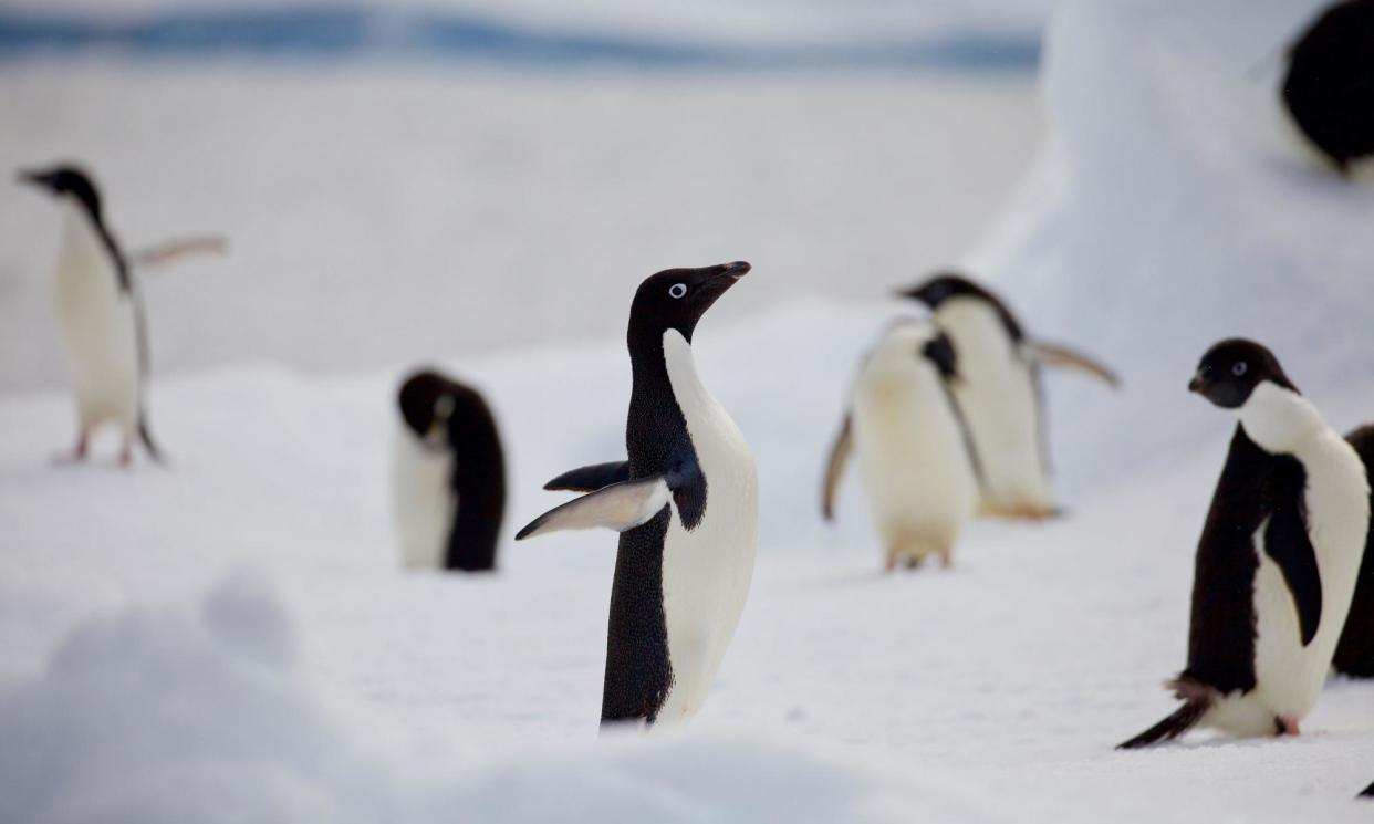 <span>H5N1 arrived on mainland Antarctica in February, and Adélie penguins have tested positive but without showing signs of disease. </span><span>Photograph: Chris Johnson/PA</span>