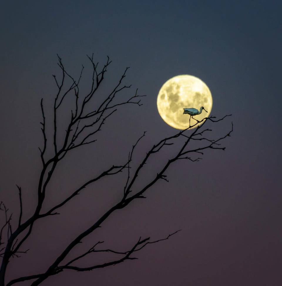 <p>A royal spoonbill perches on the forked branch of a tree, lit from behind by a glowing moon. (Andrew Caldwell)</p>