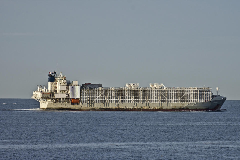 FILE - In this April 6, 2019, file photo, the 11,947-ton Gulf Livestock 1 cargo vessel sails through Port Phillip heading into Bass Strait off Australia's Victoria state coast, Australia. New Zealand announced Wednesday, April 14, 2021, it is banning the export of live cows and other farm animals by sea due to welfare concerns. Agriculture Minister Damien O’Connor said the ban would take up to two years to be fully enforced to give those who'd invested in the business a chance to transition out. (AP Photo/Graham Flett, File)