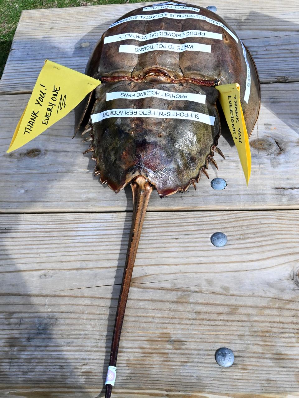 A horseshoe crab shell welcomes those attending the celebration of new protections at Long Pasture Wildlife Sanctuary in Barnstable