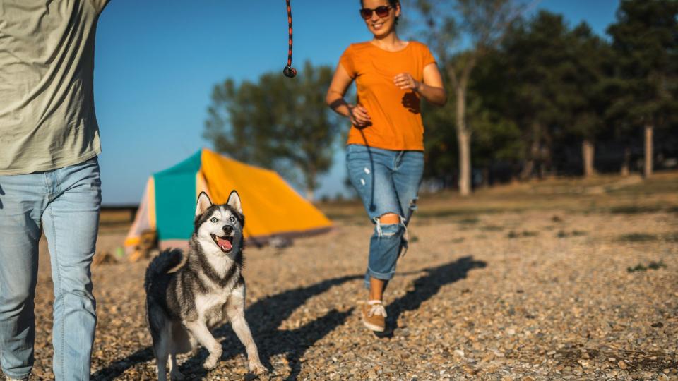 Siberian husky playing with owners