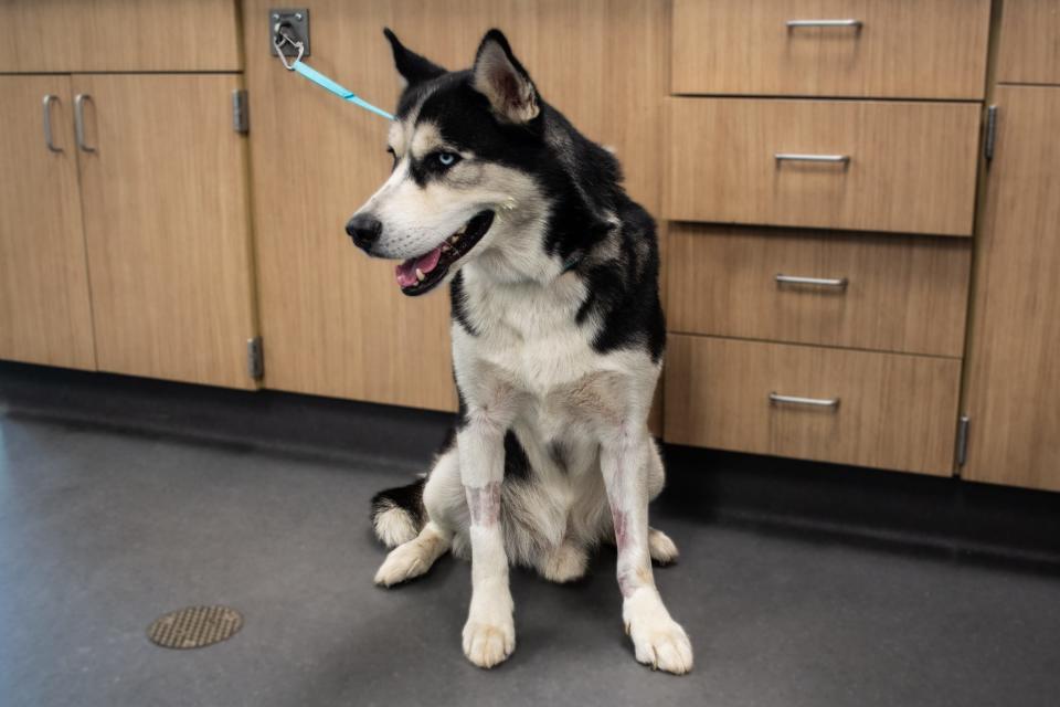 A husky received care from the Arizona Humane Society on Wednesday, June 24, 2024. "Pets with long fur heat up quickly," said spokesperson Joe Casados. "However, short-haired pets are equally at risk of heat exhaustion and are more susceptible to sunburn."