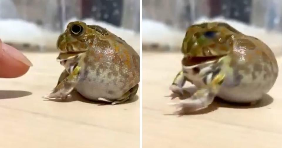 <p>Hamutsu flails its hands to fight off the attack. (Photos courtesy of @k_reptileeees/Twitter)</p>
