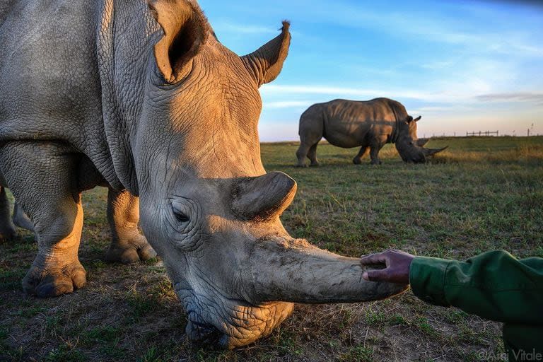 Los rinocerontes están en peligro de extinción