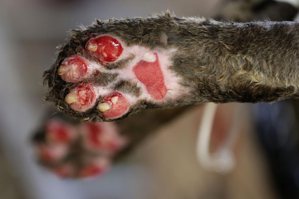 The paws of a Jaguar named Amanaci, who suffered third-degree burns during the fires in the Pantanal region, are shown in detail at the headquarters of Nex Felinos, an NGO aimed at defending endangered wild cats, in the city of Corumba, Goias state, Brazil, Sunday, Sept. 27, 2020. Two Jaguars, a male and a female, were rescued from the great Pantanal fire and are receiving treatment with laser, ozone therapies and cell injections to hasten recovery of burned tissue. (AP Photo/Eraldo Peres)