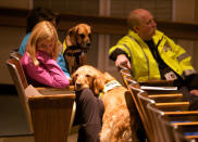 <p>Glen Hoffman (L) of Extra Mile Ministries with K9 crisis comfort dog Beau (front) listens to a community meeting at the Newtown High school on the future of Sandy Hook Elementary School the site of the second-deadliest school shooting in U.S. history in Newtown, Connecticut January 13, 2013. K9 crisis comfort dog Dolly (rear) with her owner Laurie Buchele are also pictured. (Michelle McLoughlin/Reuters)</p>