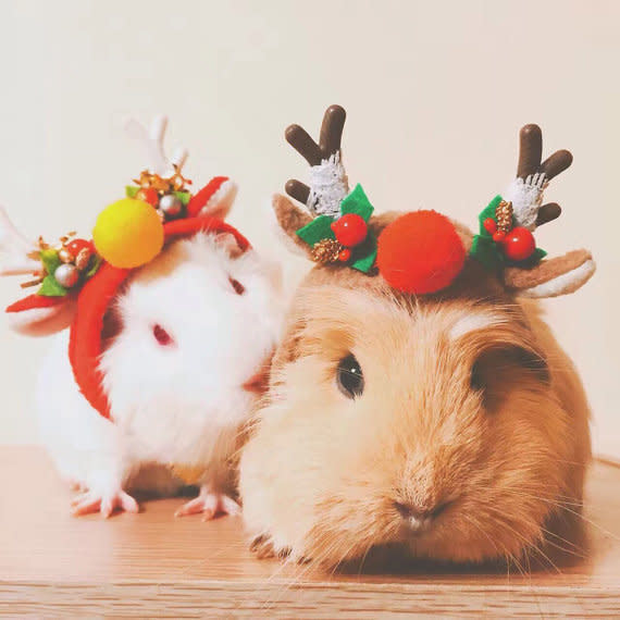 Christmas guinea pig costume
