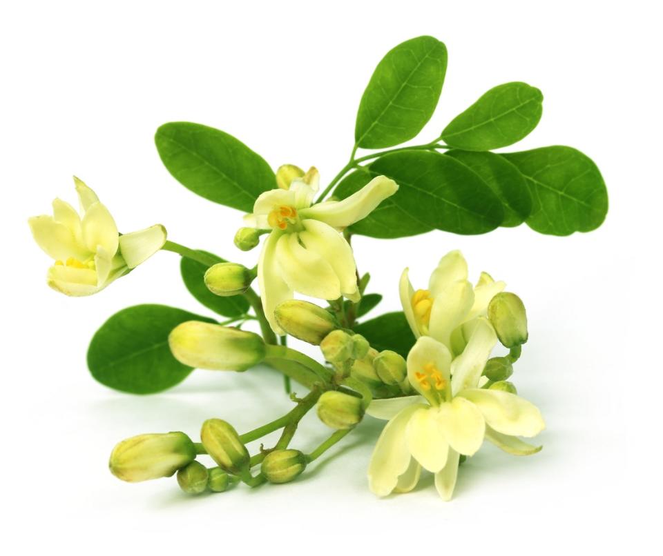 The flowers of Moringa are used to make tea with hypocholesterolemic (low cholesterol) properties