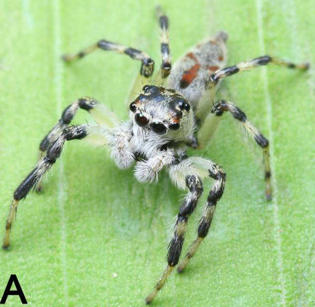 The Putnam's jumping spider, Lifestyles