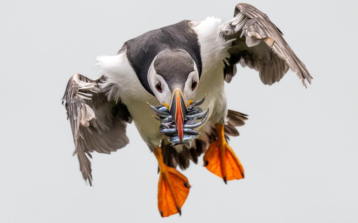 A puffin with a haul of 18 sand eels in its beak