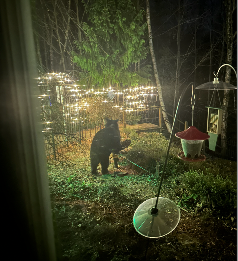 Linda Scheffler found a black bear in her backyard on Saturday, Nov. 25, helping himself to her bird feeders.