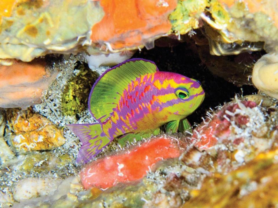Tosanoides aphrodite, a species of reef fish discovered at St Paul Rocks in the Atlantic ocean (Luiz Rocha/California Academy of Sciences)