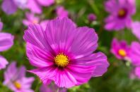 <p>Cosmos is straightforward to grow and will fill your garden with daisy-like flowers for very little effort. It’s also a fantastic plant for bees and other pollinating insects, and provides lovely cut flowers to take indoors.</p><p>Plant the seeds in spring, sowing thinly in pots. Once the seedlings get going, remove all but the strongest plant in each pot. When they're about 15cm tall you can transfer your plants to a bigger container or a garden border. You might need to support plants with garden canes to keep them upright.</p><p><a class="link " href="https://www.thompson-morgan.com/p/cosmos-bipinnatus-psyche-white/4580TM" rel="nofollow noopener" target="_blank" data-ylk="slk:BUY NOW VIA THOMPSON & MORGAN;elm:context_link;itc:0;sec:content-canvas">BUY NOW VIA THOMPSON & MORGAN</a></p>
