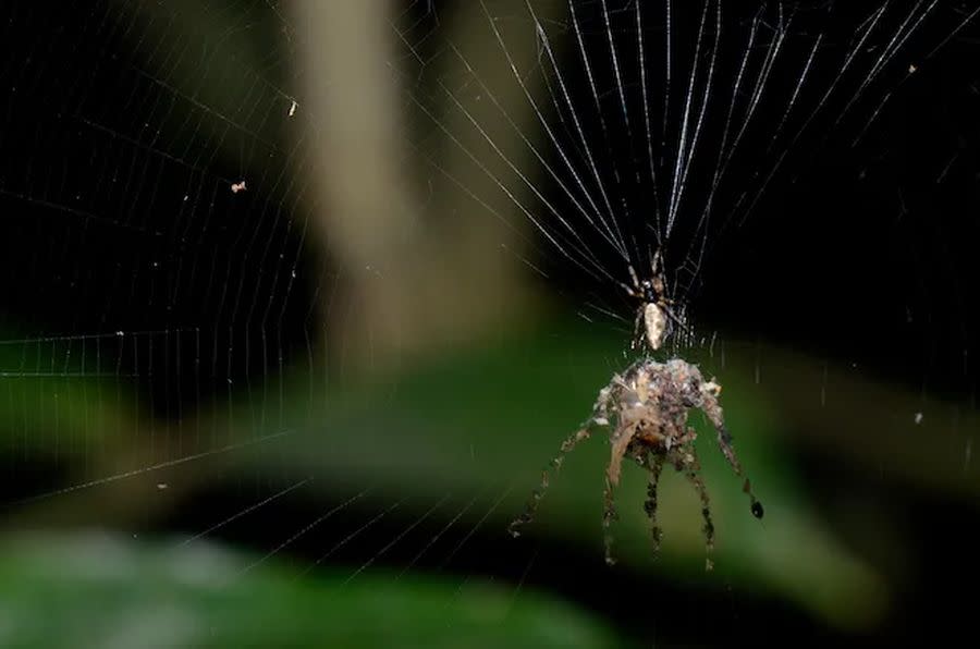 Señuelo confeccionado por una araña en Perú | Phil Torres