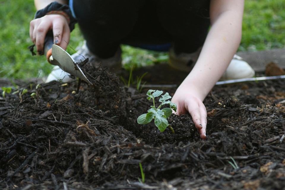 Sixth grader Martha Robinette, plants a watermelon seedling after school in garden club at Vine Middle School.