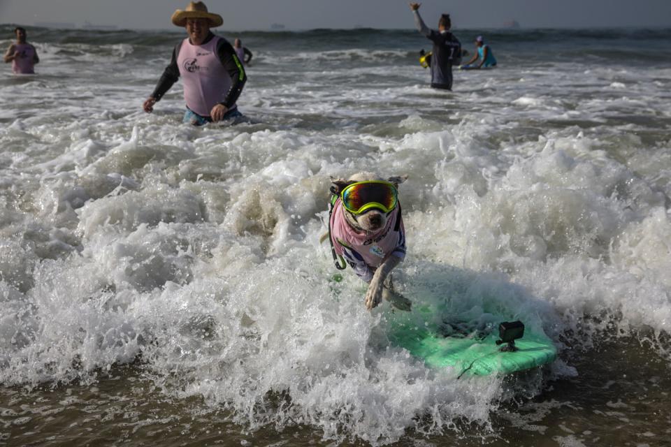 Faith, an American pit bull terrier, lands on the beach