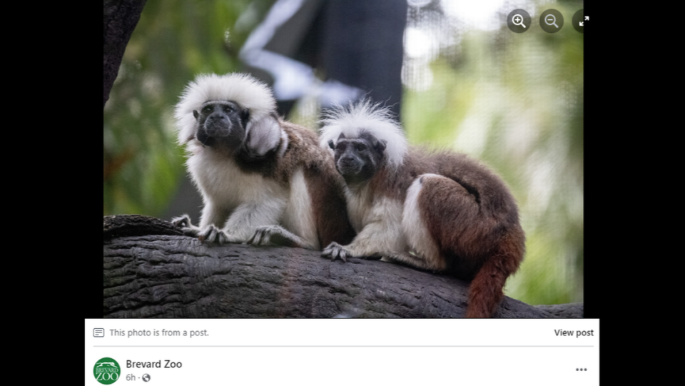 It is essential for the babies to bond with their troop, the zoo said, and they have spent time clinging to different members of their family.