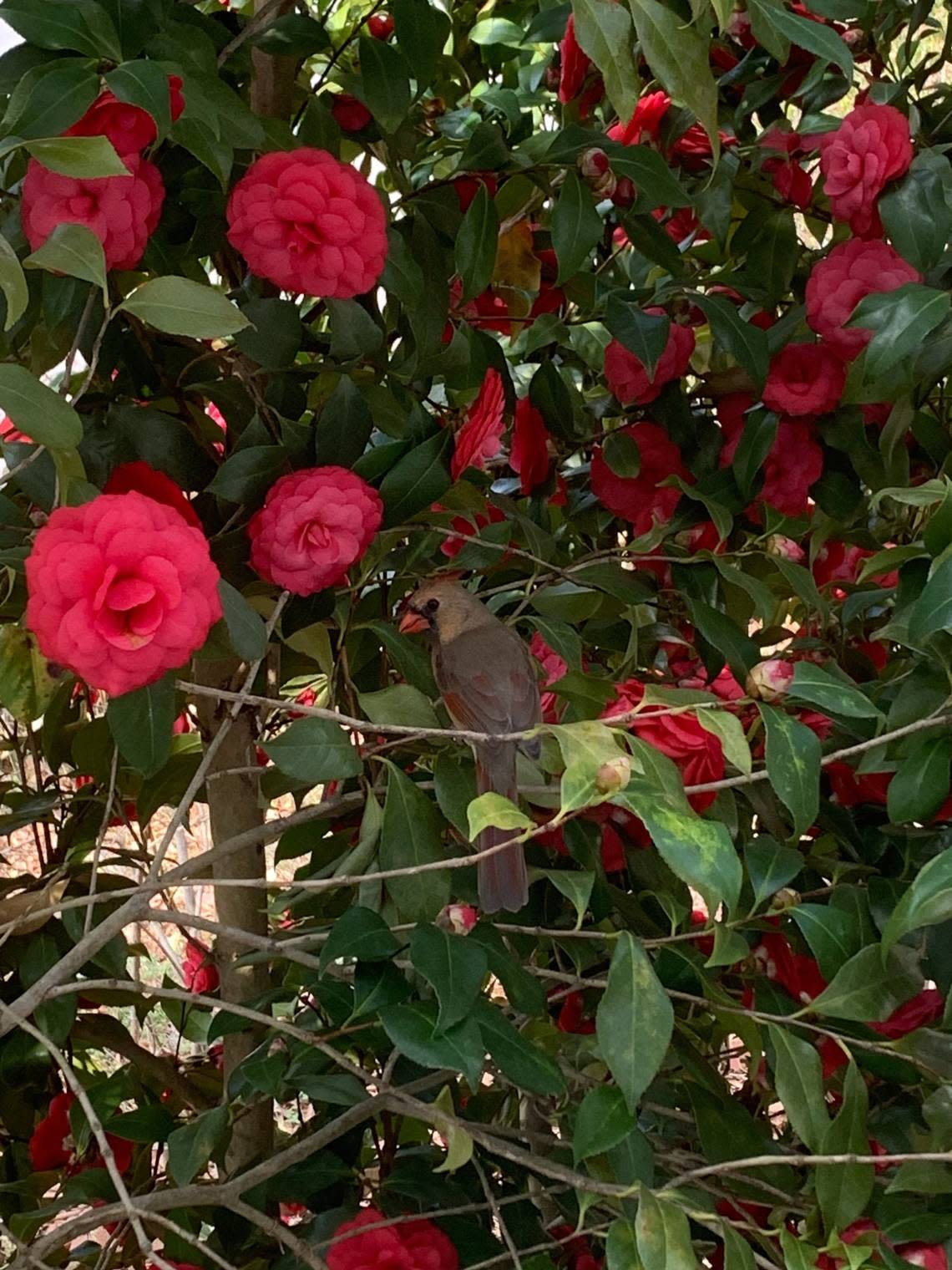 A cardinal among the blooms of a camellia bush.