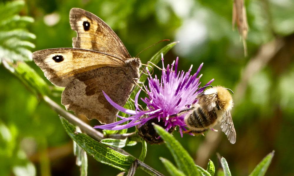 Bee and butterfly on flower