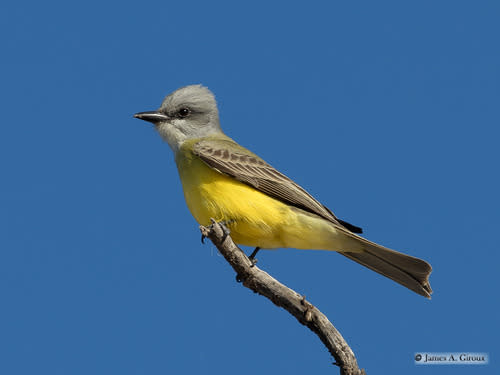 <em>Couch’s Kingbird has a brighter yellow belly than the Western, and the call is very different<br>COURTESY: James Giroux</em>