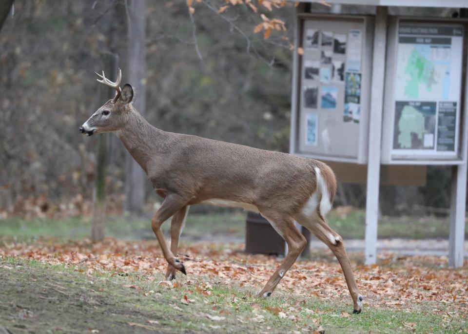 A deer with a small rack on its head crosses the road in Durand Eastman Park, November 30, 2021.