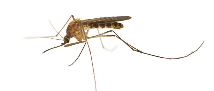 According to the Centers for Disease Control, West Nile virus is the leading cause of mosquito-borne disease in the United States. It is most commonly spread to people by the bite of an infected mosquito. Cases of WNV occur during mosquito season, which starts in the summer and continues through fall.