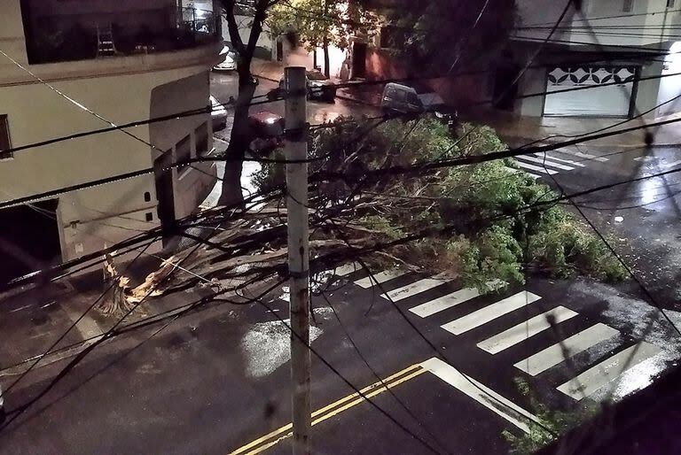 La tormenta dejó gran cantidad de árboles caídos en CABA y en la provincia de Buenos Aires