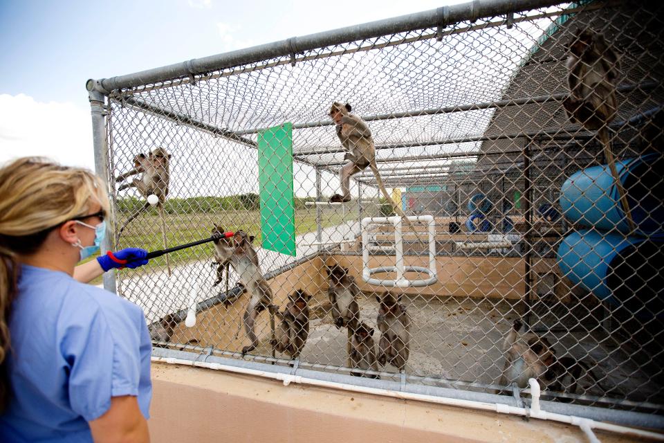 Nonhuman primates are the key to understanding and defeating the fatal dementia, which currently afflicts about 6 million Americans — and is projected to plague 14 million of us by 2060, unless a breakthrough is achieved. Primate Products monkey farm in Hendry County houses more than 1,000 macaques destined for biomedical research.