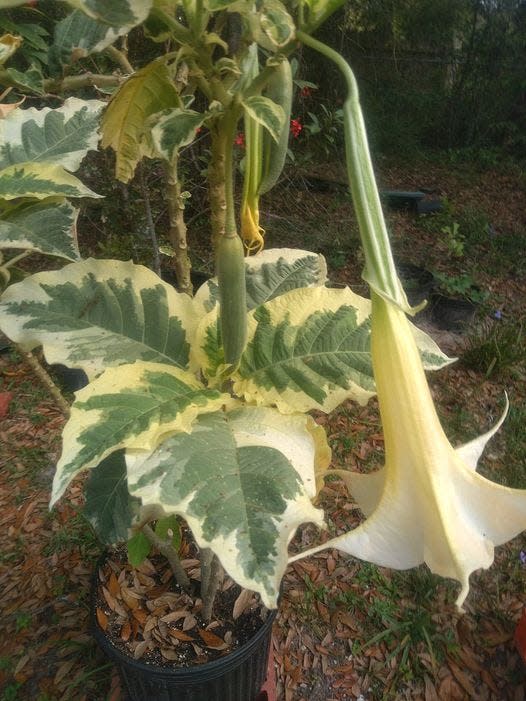 All parts of the Brugmansia or angel's trump plant are toxic. You can be poisoned by simply touching the plant.