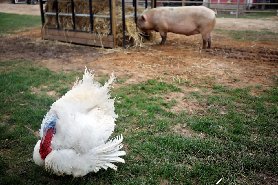 A turkey, named Yael, rests on the grass at "Freedom Farm", which serves as a refuge for mostly disabled animals in Moshav Olesh, Israel. (Photo: Nir Elias/Reuters)              