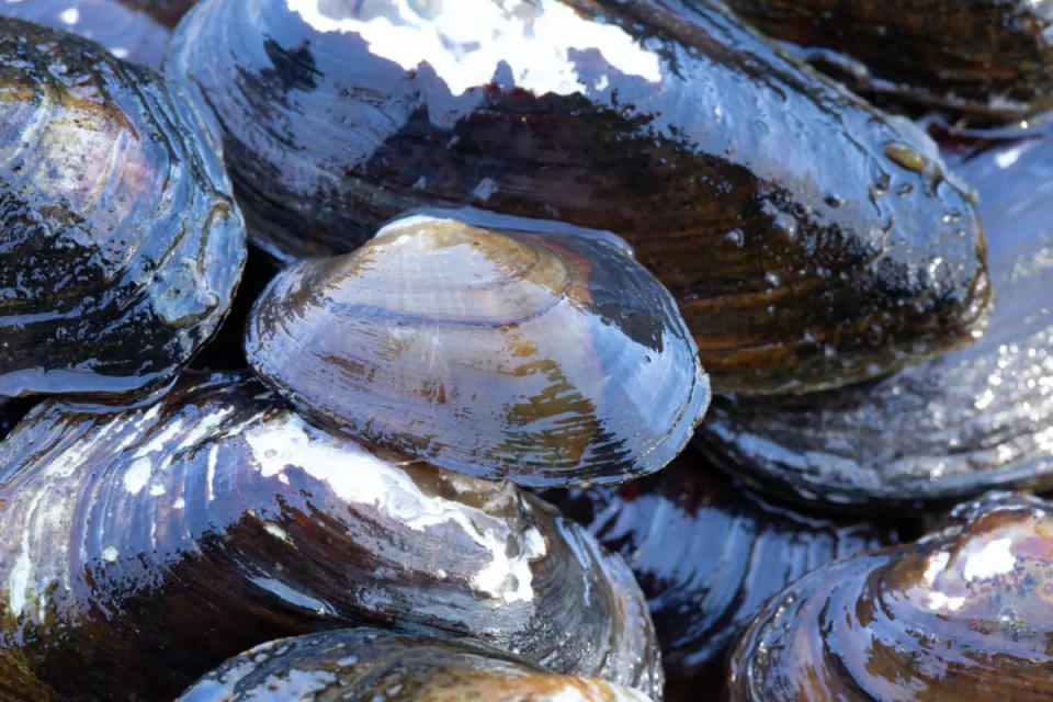 The U.S. Fish and Wildlife Service in late July 2023 announced it's proposing protections for a rare freshwater mussel found in 10 states.