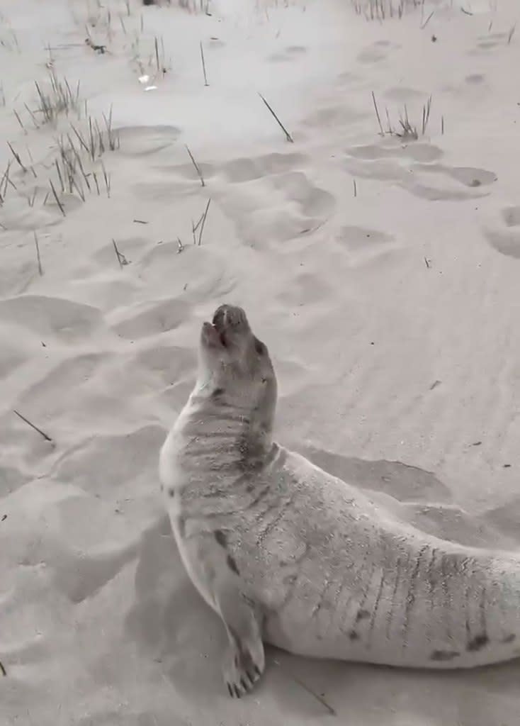 A harp seal was found beached on Coney Island this week. Mayor Eric Adams/V