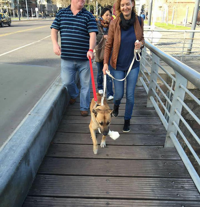 Directo a Europa. Fue entonces que la aeromoza sintió que tenía que adoptar al perro callejero, al que bautizó como Rubio. 