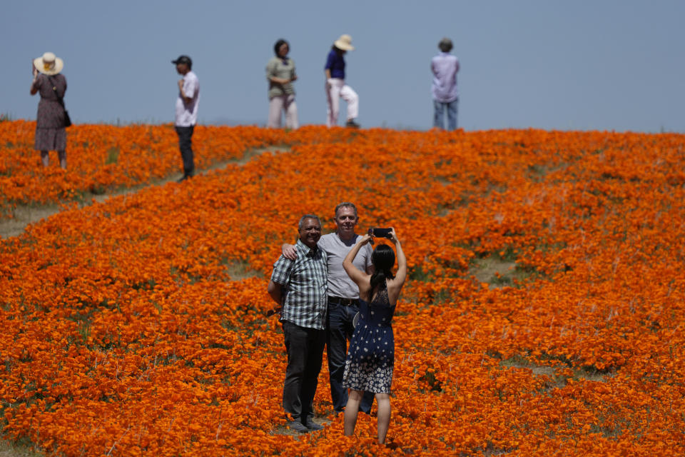 Visitors pose for photos in a field of blooming flowers near the Antelope Valley California Poppy Reserve, Monday, April 10, 2023, in Lancaster, Calif. (AP Photo/Marcio Jose Sanchez)