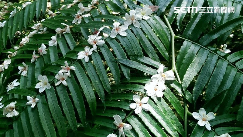 一路走上去，步道上總是鋪著滿滿的飄落的白色桐花。（圖／記者戴玉翔攝影）