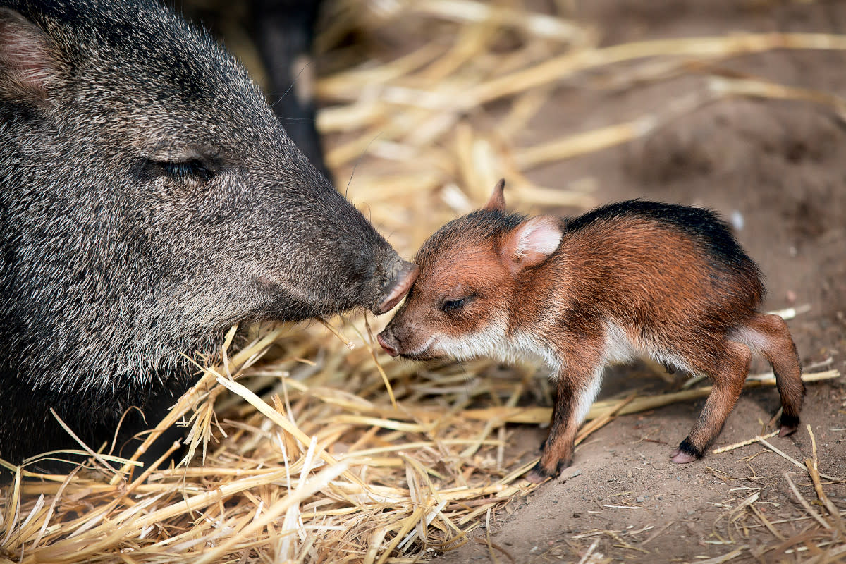 https://www.gettyimages.co.uk/detail/photo/collared-peccary-royalty-free-image/480526591?phrase=baby+anteater&adppopup=true