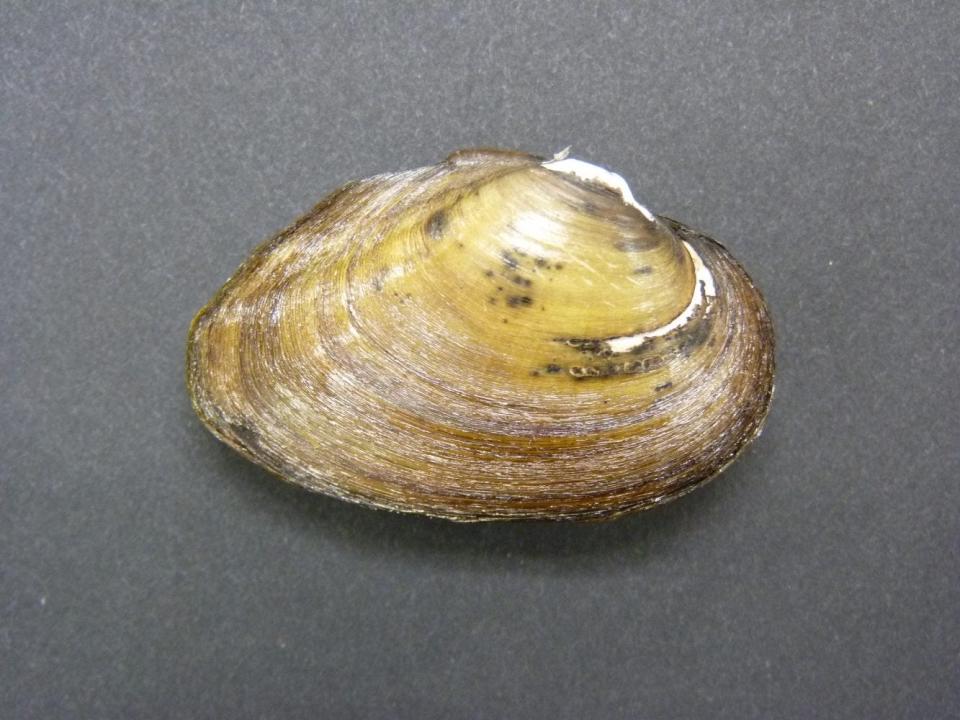 The Oval Pigtoe  is found in the Apalachicola and Suwannee rivers